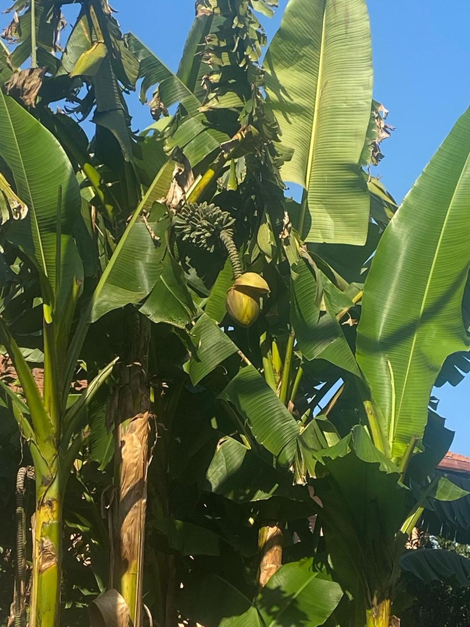 Garbata *